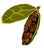 cardamomo